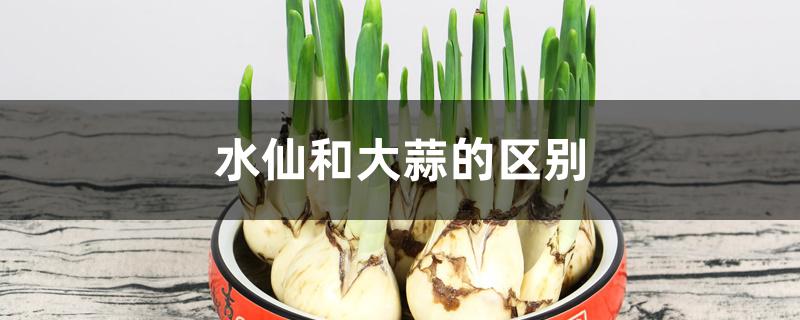 水仙和大蒜的区别 水仙和大蒜的区别