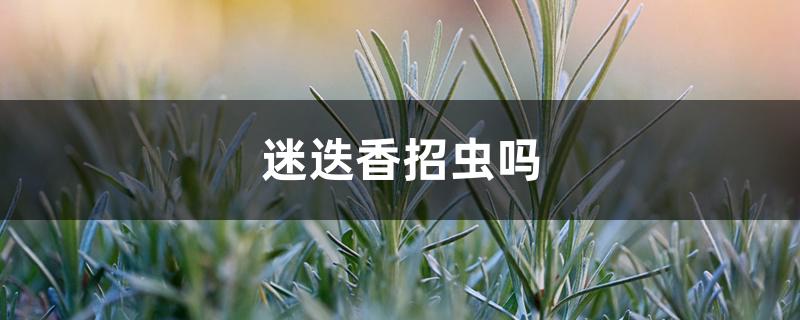 迷迭香招虫吗 迷迭香招虫吗