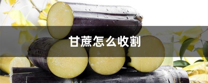 甘蔗怎么收割 甘蔗怎么收割