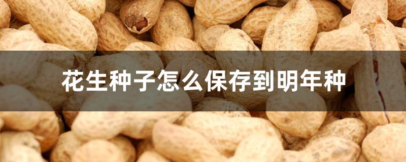 花生种子怎么保存到明年种 花生种子怎么保存到明年种
