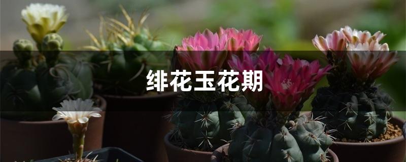 绯花玉花期 绯花玉花期