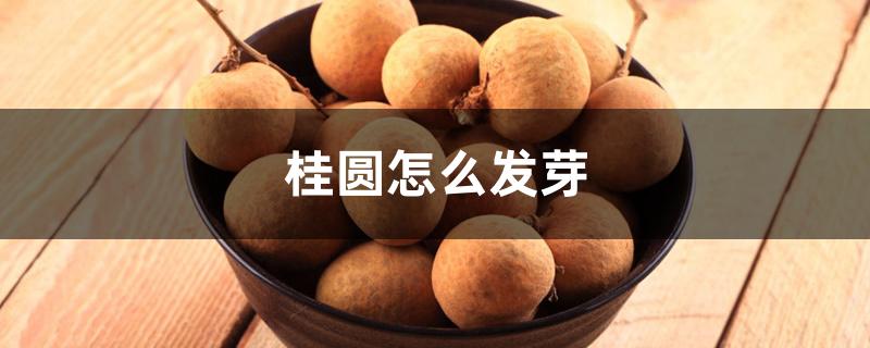 桂圆怎么发芽 桂圆怎么发芽
