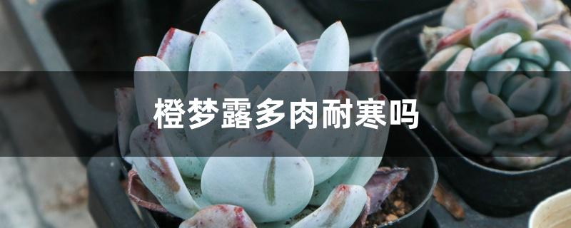 橙梦露多肉耐寒吗 橙梦露多肉耐寒吗