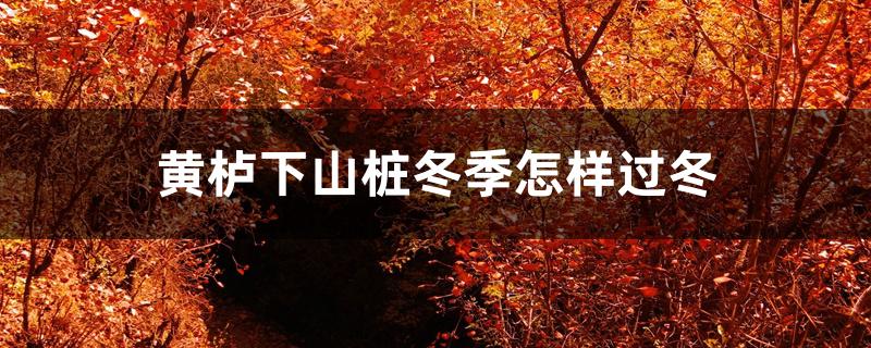 黄栌下山桩冬季怎样过冬 黄栌下山桩冬季怎样过冬