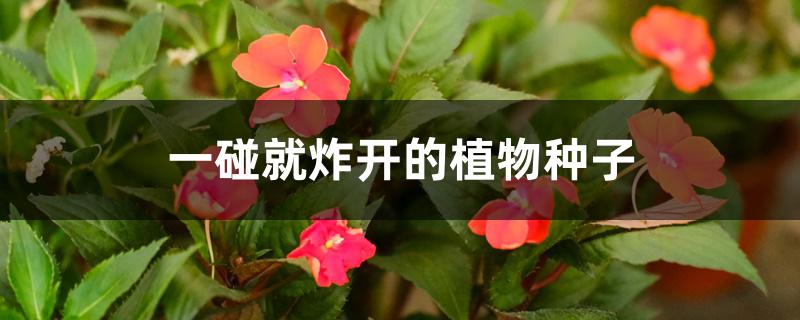 一碰就炸开的植物种子 一碰就炸开的植物种子