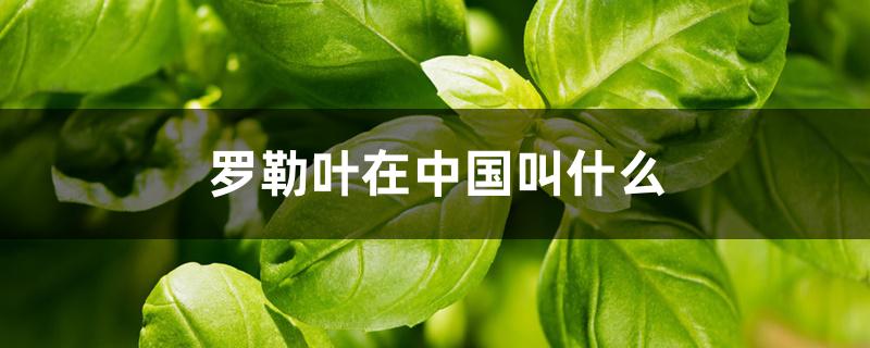 罗勒叶在中国叫什么