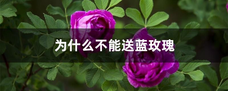 为什么不能送蓝玫瑰