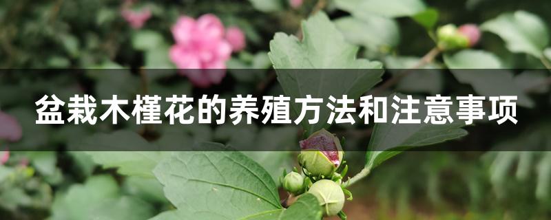 盆栽木槿花的养殖方法和注意事项 盆栽木槿花的养殖方法和注意事项