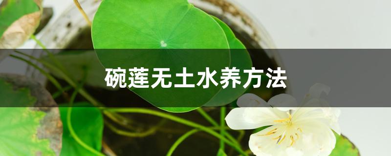 碗莲无土水养方法 碗莲无土水养方法