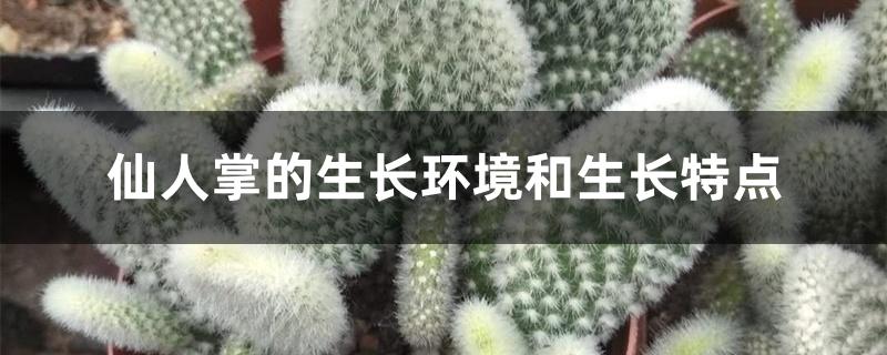 仙人掌的生长环境和生长特点 仙人掌的生长环境和生长特点