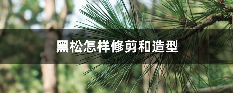 黑松怎样修剪和造型 黑松怎样修剪和造型