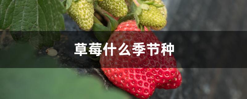 草莓什么季节种 草莓什么季节种