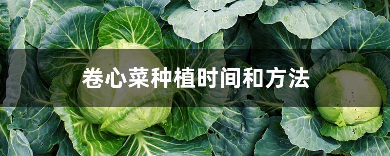 卷心菜种植时间和方法 卷心菜种植时间和方法