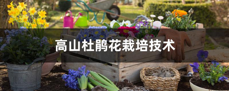 高山杜鹃花栽培技术 高山杜鹃花栽培技术