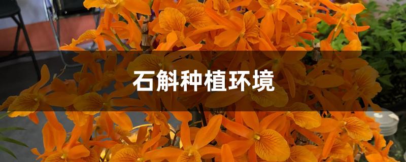 石斛种植环境 石斛种植环境