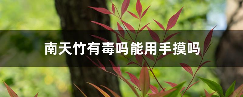南天竹有毒吗能用手摸吗 南天竹有毒吗能用手摸吗
