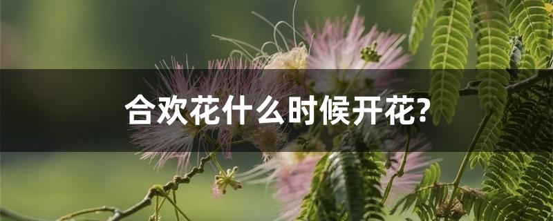 合欢花什么时候开花? 合欢花什么时候开花?