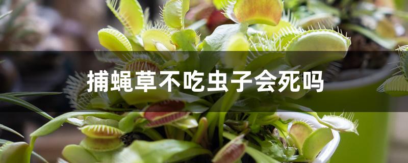 捕蝇草不吃虫子会死吗 捕蝇草不吃虫子会死吗