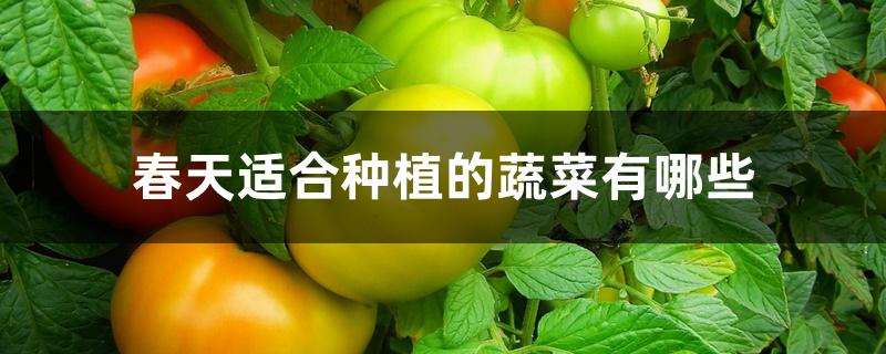 春天适合种植的蔬菜有哪些 春天适合种植的蔬菜有哪些