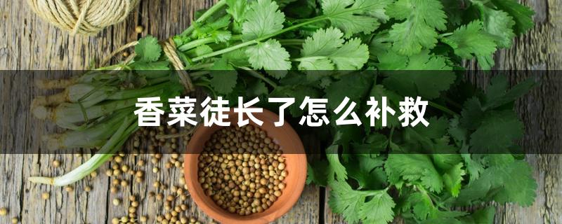 香菜徒长了怎么补救 香菜徒长了怎么补救