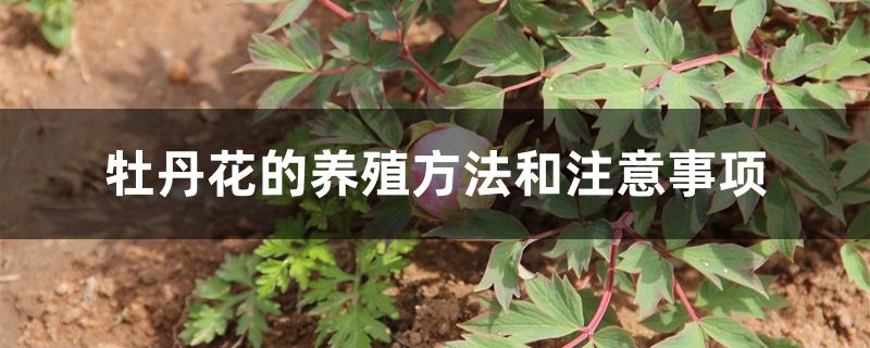 牡丹花的养殖方法和注意事项 牡丹花的养殖方法和注意事项