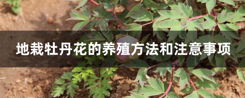 地栽牡丹花的养殖方法和注意事项 地栽牡丹花的养殖方法和注意事项