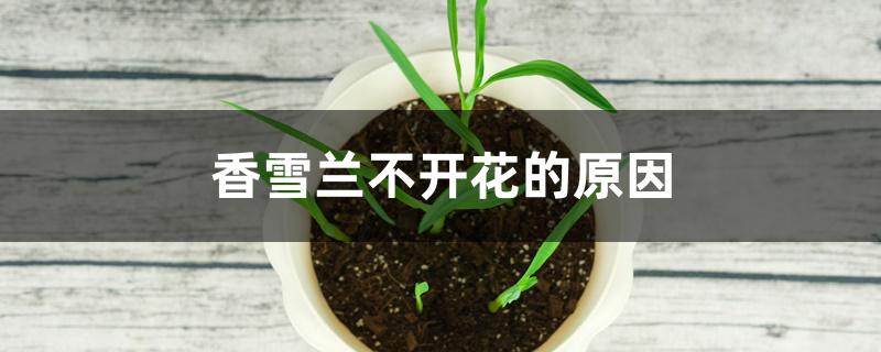 香雪兰不开花的原因 香雪兰不开花的原因