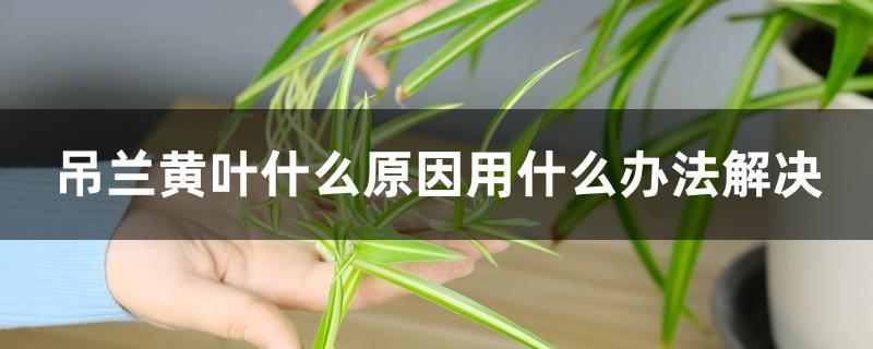 吊兰黄叶什么原因用什么办法解决 吊兰黄叶什么原因用什么办法解决