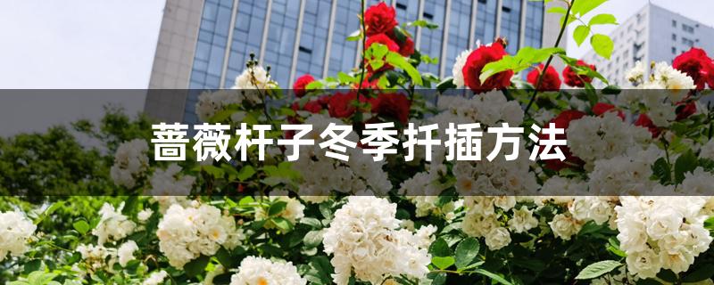 蔷薇杆子冬季扦插方法 蔷薇杆子冬季扦插方法