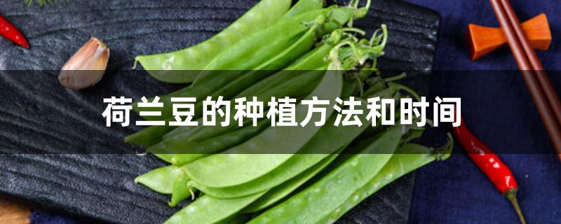 荷兰豆的种植方法和时间 荷兰豆的种植方法和时间