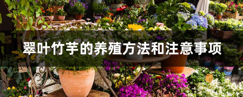 翠叶竹芋的养殖方法和注意事项 翠叶竹芋的养殖方法和注意事项