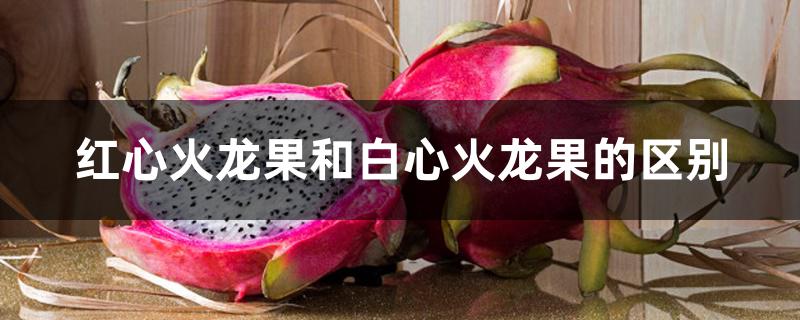 红心火龙果和白心火龙果的区别 红心火龙果和白心火龙果的区别