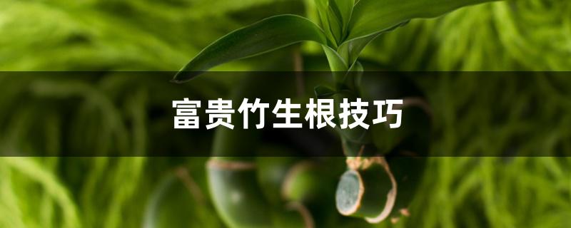 富贵竹生根技巧 富贵竹生根技巧