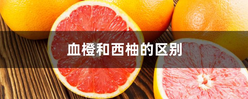 血橙和西柚的区别 血橙和西柚的区别