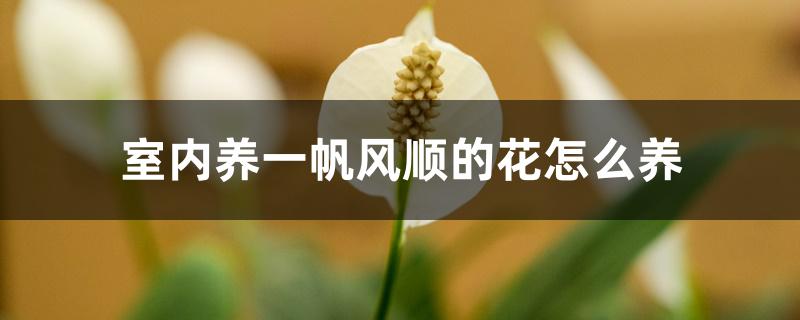 室内养一帆风顺的花怎么养 室内养一帆风顺的花怎么养