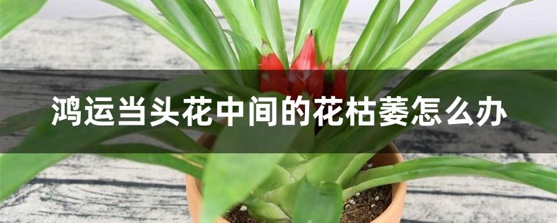 鸿运当头花中间的花枯萎怎么办 鸿运当头花中间的花枯萎怎么办