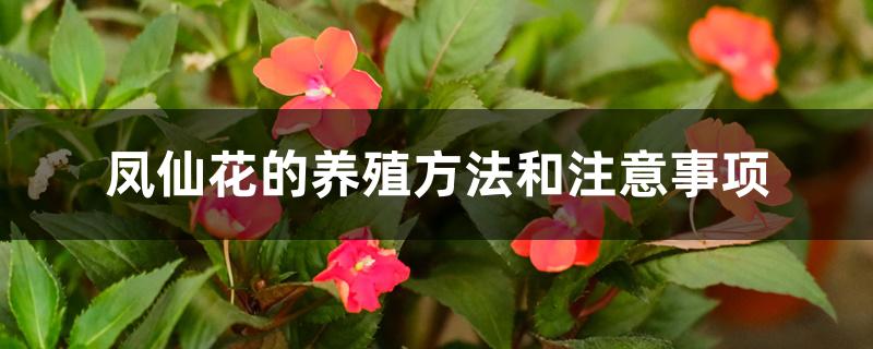 凤仙花的养殖方法和注意事项 凤仙花的养殖方法和注意事项