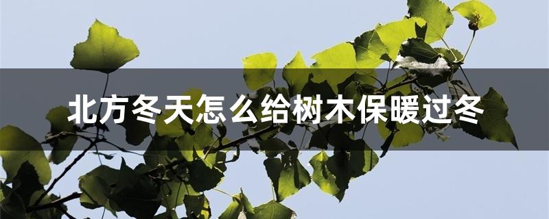 北方冬天怎么给树木保暖过冬 北方冬天怎么给树木保暖过冬
