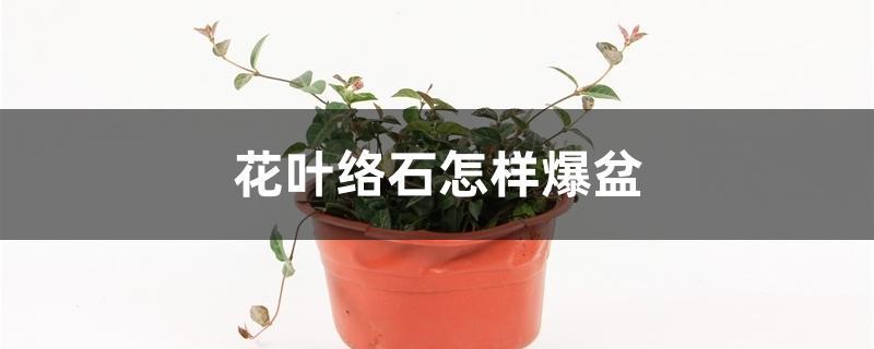 花叶络石怎样爆盆 花叶络石怎样爆盆