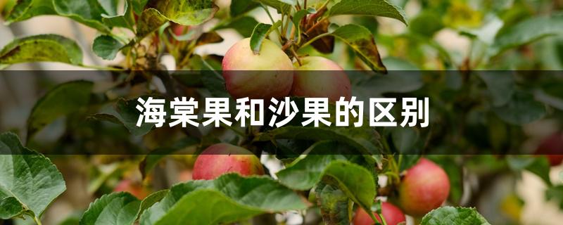 海棠果和沙果的区别 海棠果和沙果的区别