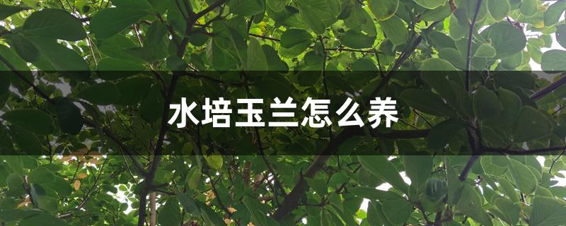 水培玉兰怎么养 水培玉兰怎么养