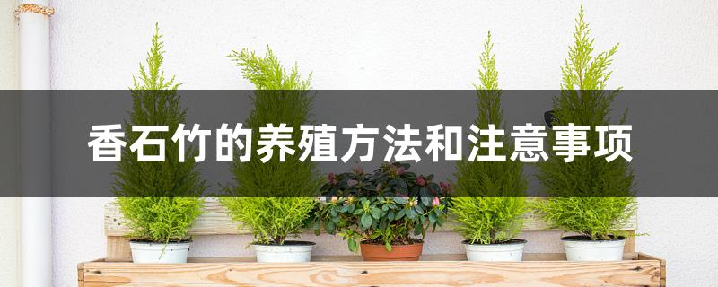 香石竹的养殖方法和注意事项 香石竹的养殖方法和注意事项