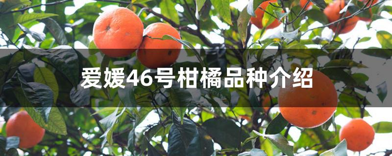 爱媛46号柑橘品种介绍 爱媛46号柑橘品种介绍