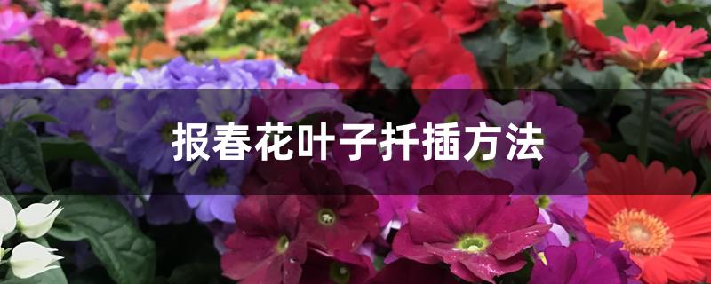 报春花叶子扦插方法 报春花叶子扦插方法