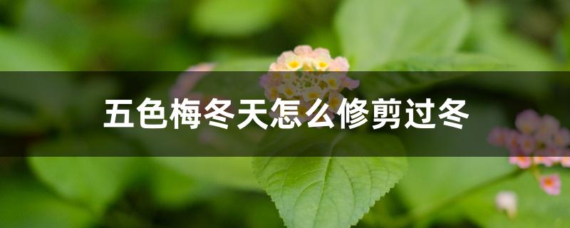 五色梅冬天怎么修剪过冬 五色梅冬天怎么修剪过冬