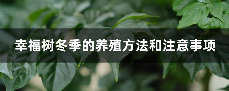 幸福树冬季的养殖方法和注意事项 幸福树冬季的养殖方法和注意事项
