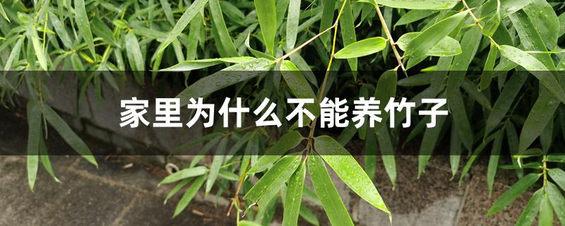家里为什么不能养竹子 家里为什么不能养竹子