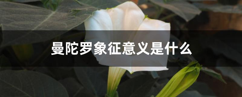 曼陀罗象征意义是什么 曼陀罗象征意义是什么
