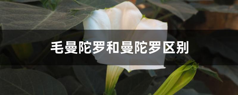毛曼陀罗和曼陀罗区别 毛曼陀罗和曼陀罗区别