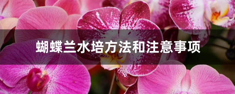 蝴蝶兰水培方法和注意事项 蝴蝶兰水培方法和注意事项